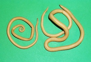 Ascaris Lumbricoides