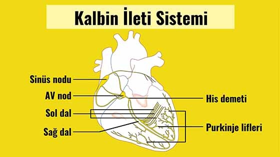 Kalbin ileti sistemi